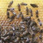 Beekeeping And Honey Tour In Coorg 